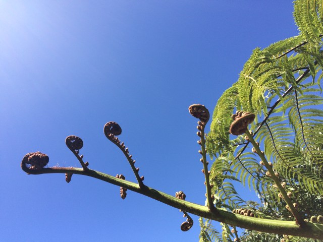 fern tree4.jpg