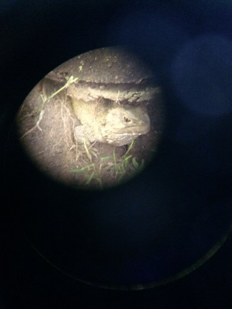 tuatara in binocs1.jpg